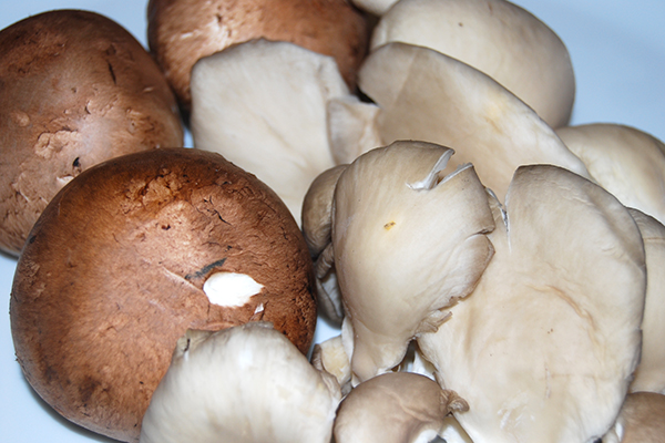 Champignons_Austernpilze