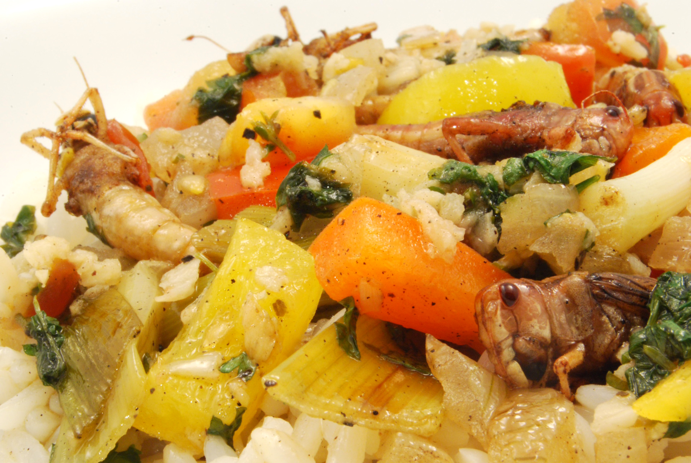 Gebratene Heuschrecken in Weißwein-Knoblauch-Sauce auf Reis ...